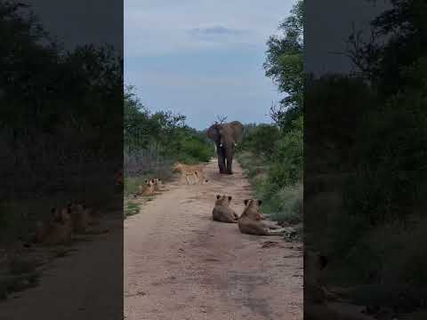 When lions meet an elephant 😬